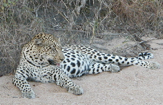 Africa A (0101)_edited